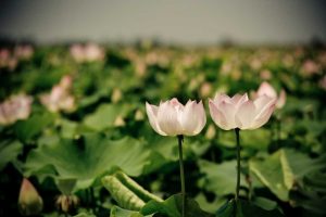 Lotus Flowers I