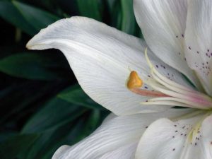 Macro Lily