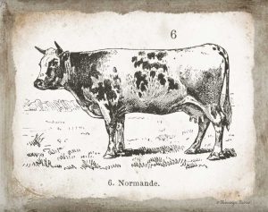 French Cow IV