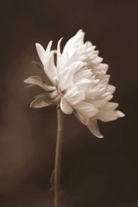 Sepia Flower I
