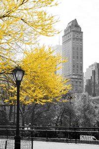 Central Park with Yellow Tree
