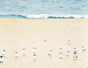 Relaxed Seagulls