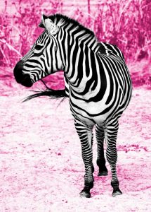 Zebra Set Free