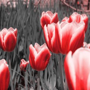 Red Tulips I