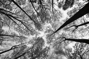 Looking Up I BW