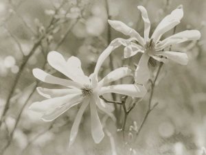 Star Magnolias II