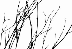 Dancing Branches I
