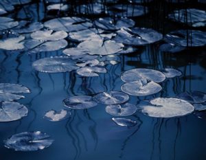 Lilly Pond Blue VII