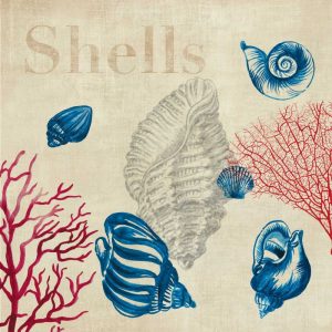 Shell Study