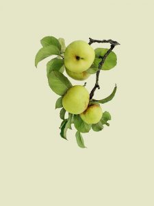 Apple tree I