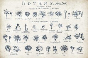 Botany Tab VIII Indigo and White