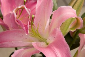 Soft Pink Lily I