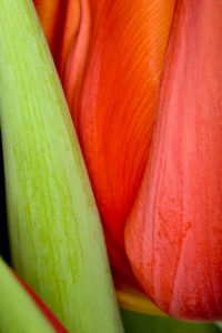 Tulip Detail I