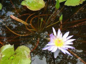 Violet Water Lily III