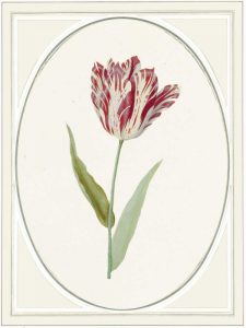 Tulipa V