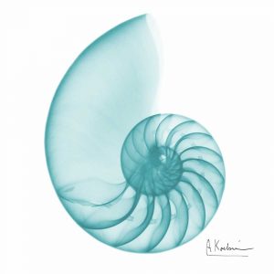Turquoise Sea Shell