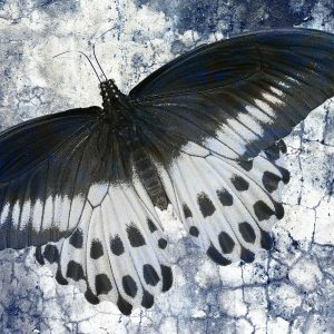 Butterfly Blues 1