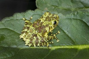Southeast Vietnam Mossy tree frog on leaf