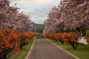 New Zealand, North Island Cherry tree in blossom