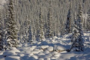 Canada, Alberta, Jasper NP Snowy rocks and trees