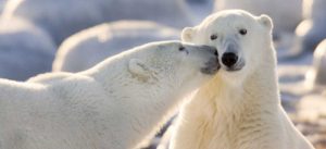 Canada, Manitoba, Churchill Polar bear kiss