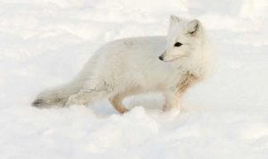 Canada, Manitoba, Hudson Bay Arctic fox in snow