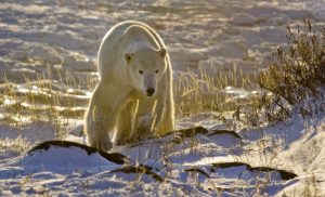 Canada, Manitoba, Churchill Backlit polar bear
