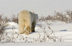 Canada, Manitoba, Churchill Walking polar bear