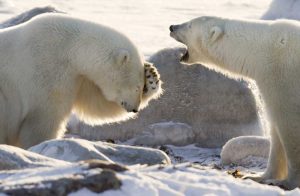 Canada, Churchill Two polar bears share a joke