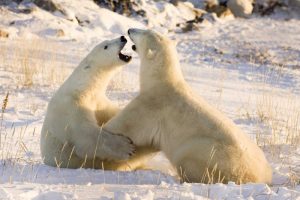 Canada, Churchill Sparring polar bears