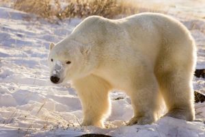 Canada, Churchill Polar bear walking in snow