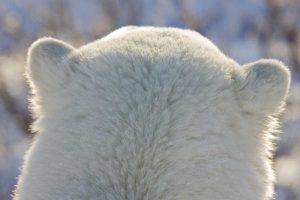 Canada, Churchill Back of polar bears head