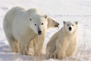 Canada, Churchill Mother polar bear and two cubs
