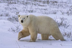 Canada, Wapusk NP Polar bear walking on tundra