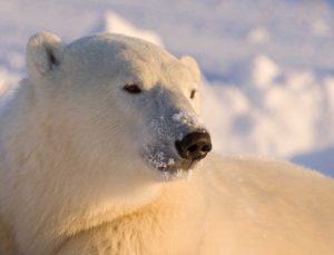 Canada, Manitoba, Churchill Polar bear