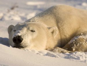 Canada, Manitoba, Churchill Sleeping polar bear