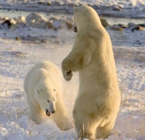 Canada, Churchill Sparring polar bears