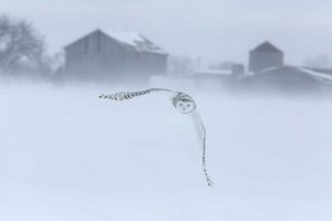 Canada, Ontario, Barrie Snowy owl in flight