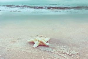 Beach Set Starfish