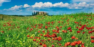 Farm house with cypresses and poppies, Tuscany, Italy