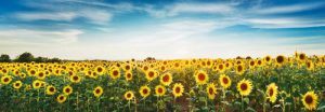 Sunflower field, Plateau Valensole, Provence, France