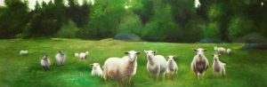 Fields of Sheep
