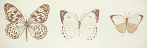 Monarch Butterflies Sketch