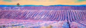 Landscape of a Field of Lavender