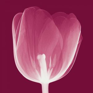 Tulips [Negative] – B