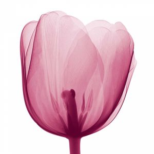 Tulips [Positive] – B