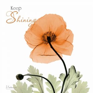 Keep Shining Iceland Poppy