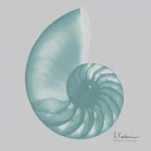 Aquifer Sea Shell
