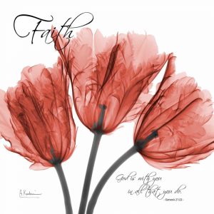 Royal Red Tulip -Faith