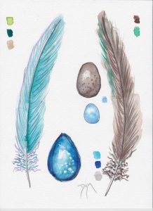 Feather and Egg Study 2